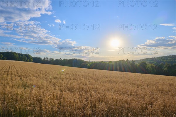 Flax field