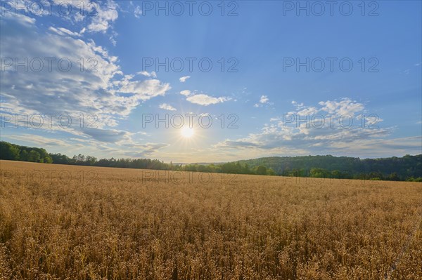 Flax field