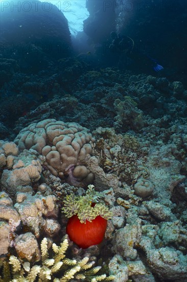 Magnificent sea anemone