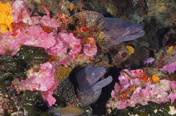 Two mediterranean morays