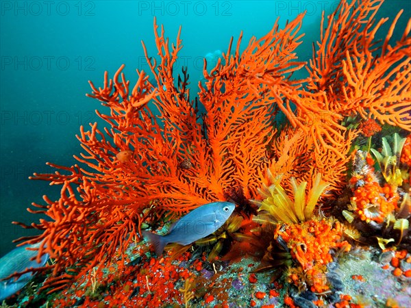 Plamate sea fan