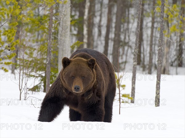 European brown bear