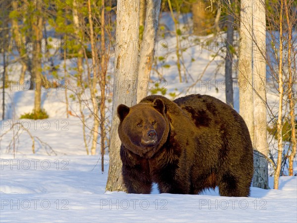 European brown bear