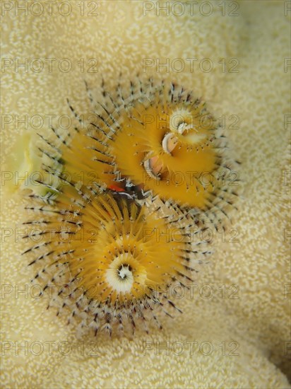 Yellow christmas tree worm