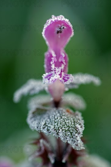 Flowering red deadnettle