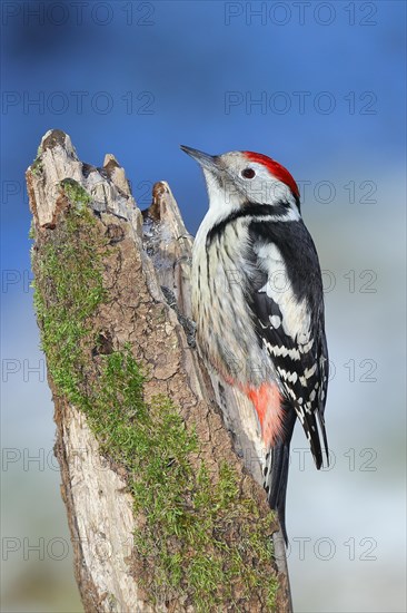 Middle Spotted Woodpecker