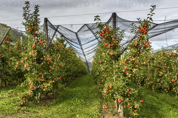 Apple orchard with ripe red apples