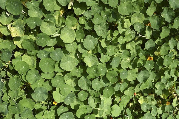 Leaves of the nasturtium