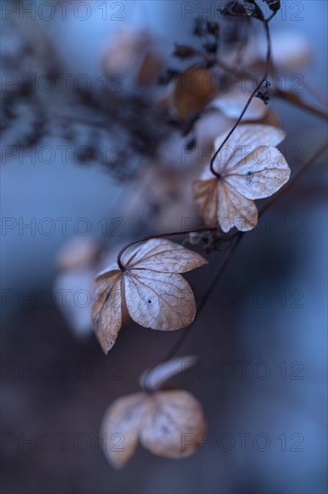Withered hortensia