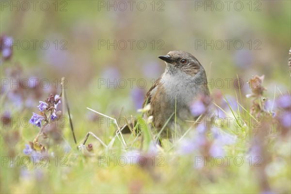 Dunnock or Hedge sparrow