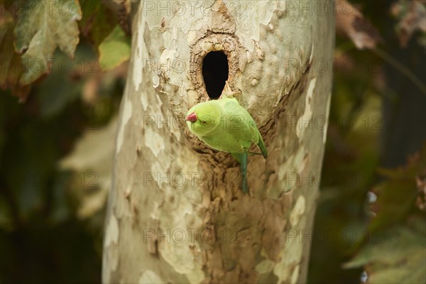 Monk parakeet