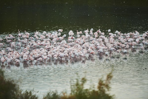 Group of Greater flamingo