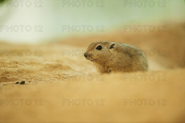 Fat sand rat