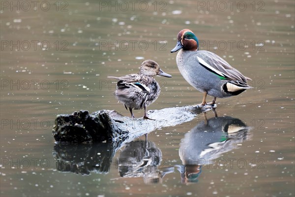 Eurasian teals