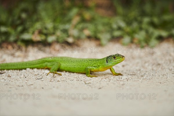 European green lizard