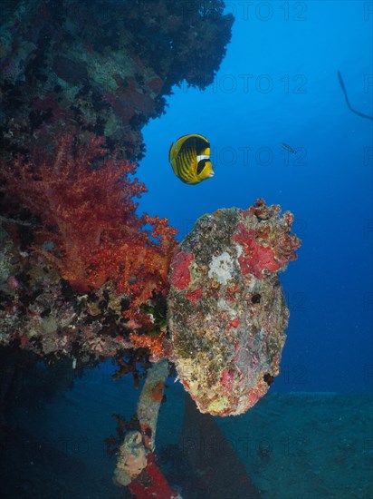 Buffer of the tender of a steam locomotive from the Second World War on the loading area of Thistlegorm. Overgrown with Hemprich's tree coral