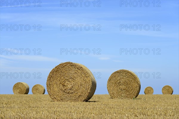 Grain field