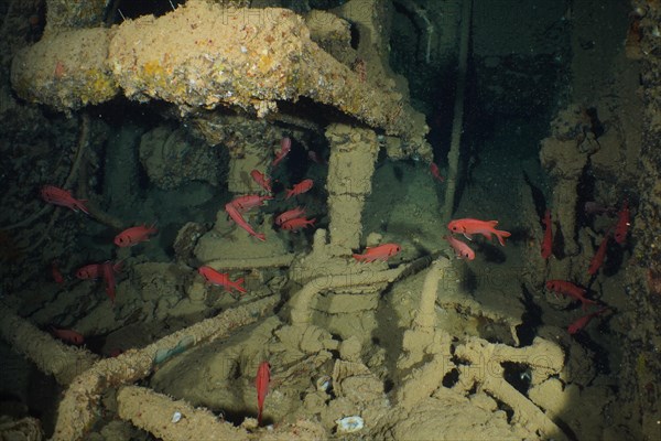 Shoal of white fringed soldierfish