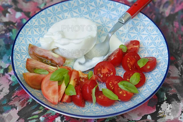 Tomatoes with basil and buffalo mozzarella