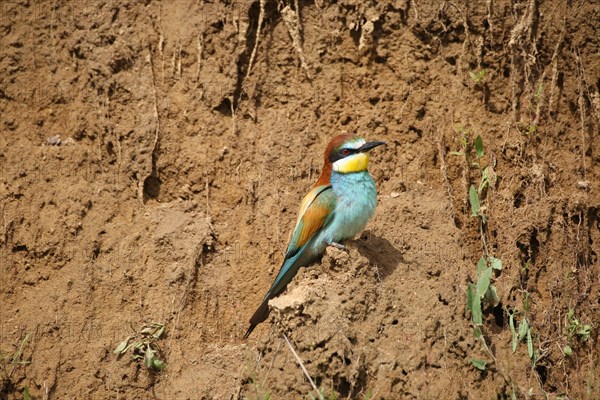 European bee-eater