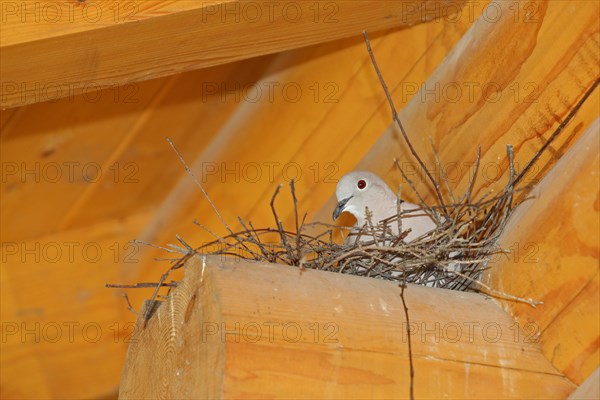 Eurasian Collared Dove