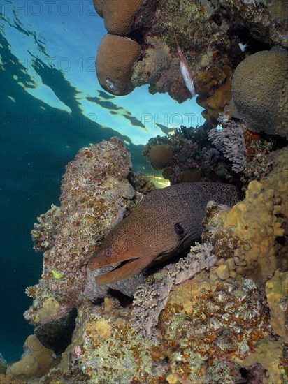 Giant moray