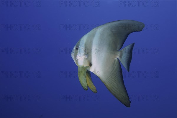 Orbicular batfish