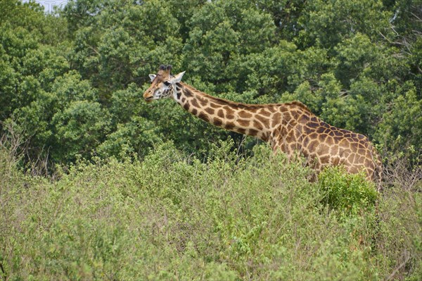 Masai giraffe