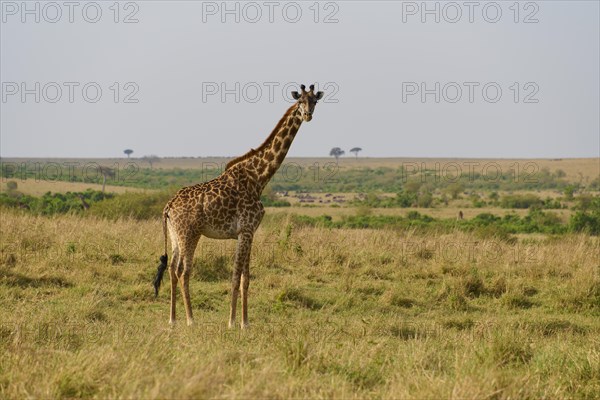 Masai giraffe