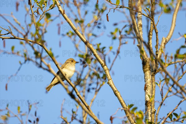 Spotted flycatcher