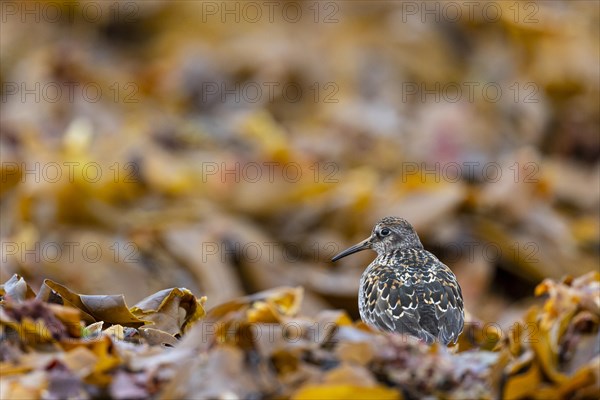 Dunlin