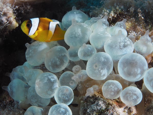 Bubble-tip anemone