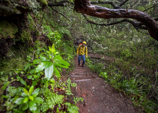 Hiker in dense forest