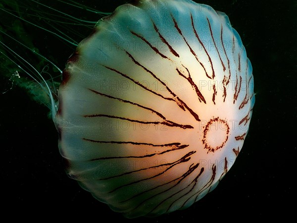 Compass Jellyfish