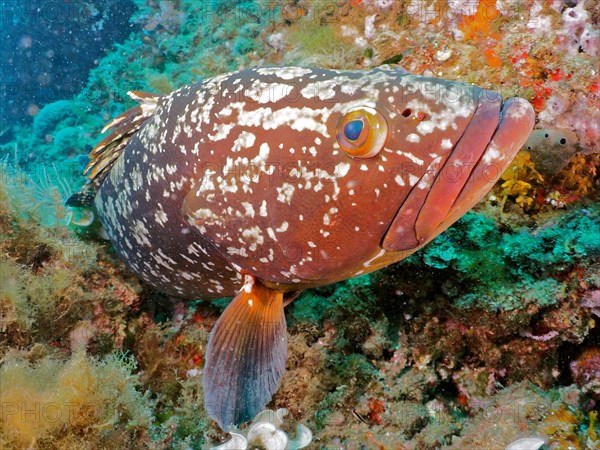 Dusky grouper