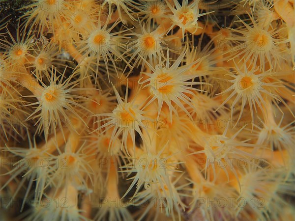 Several specimens of yellow cluster anemone