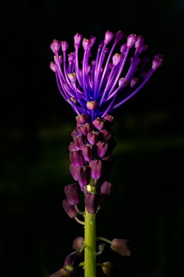 Beautiful wildflower known as Silverrod
