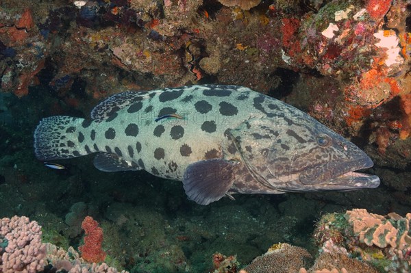 Potato grouper