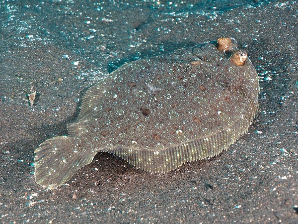 Flounder