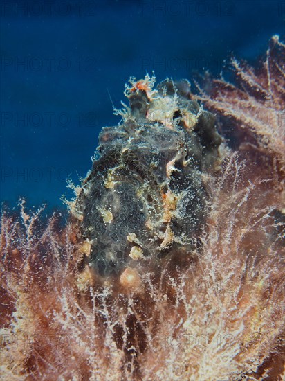 Well camouflaged Giant Frogfish