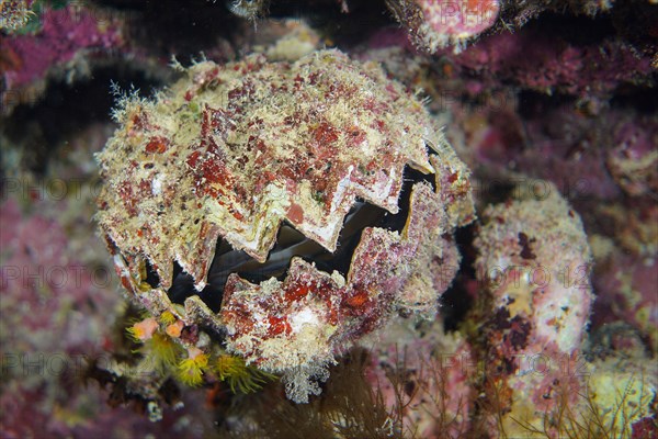 Serrated oyster