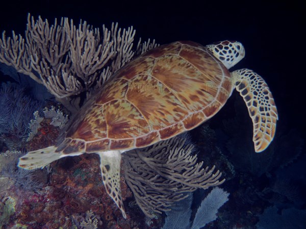 Hawksbill turtle