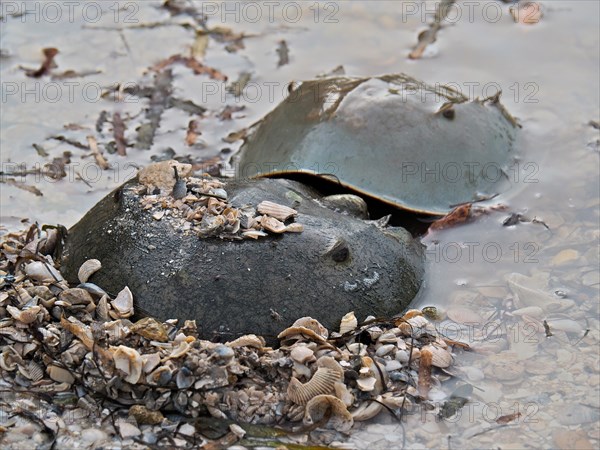 Two Atlantic horseshoe crabs