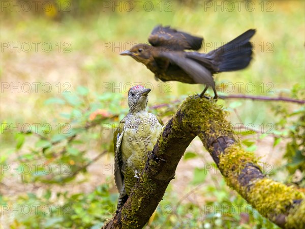 European green woodpecker