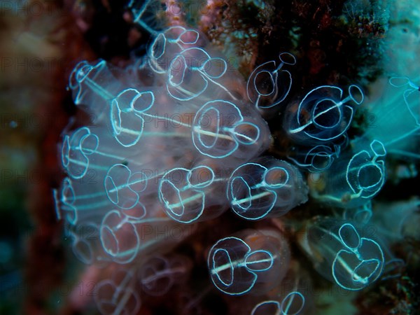 Translucent sea squirt