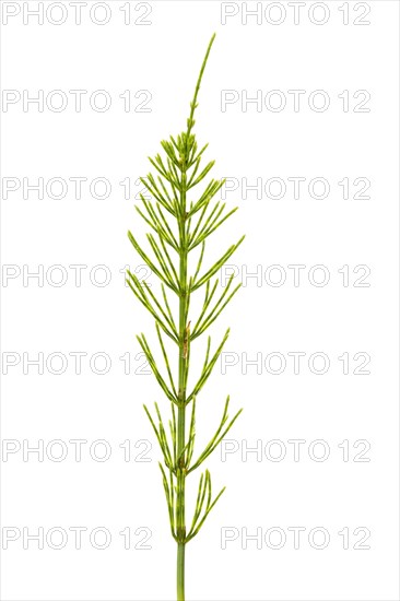 Field horsetail