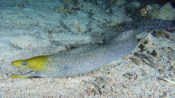 Undulated moray