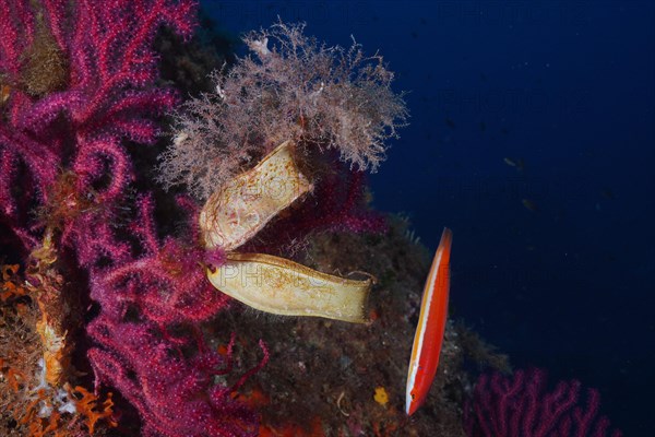 Two egg capsules of Spotted Catshark