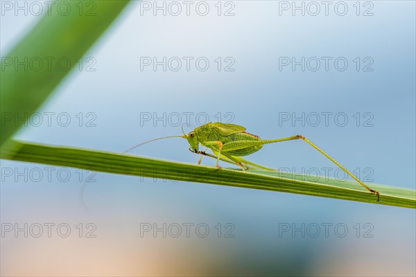 Speckled Bush-cricket