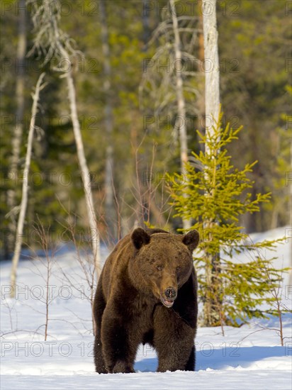 European brown bear